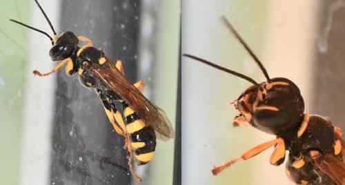 Mellinus arvensis